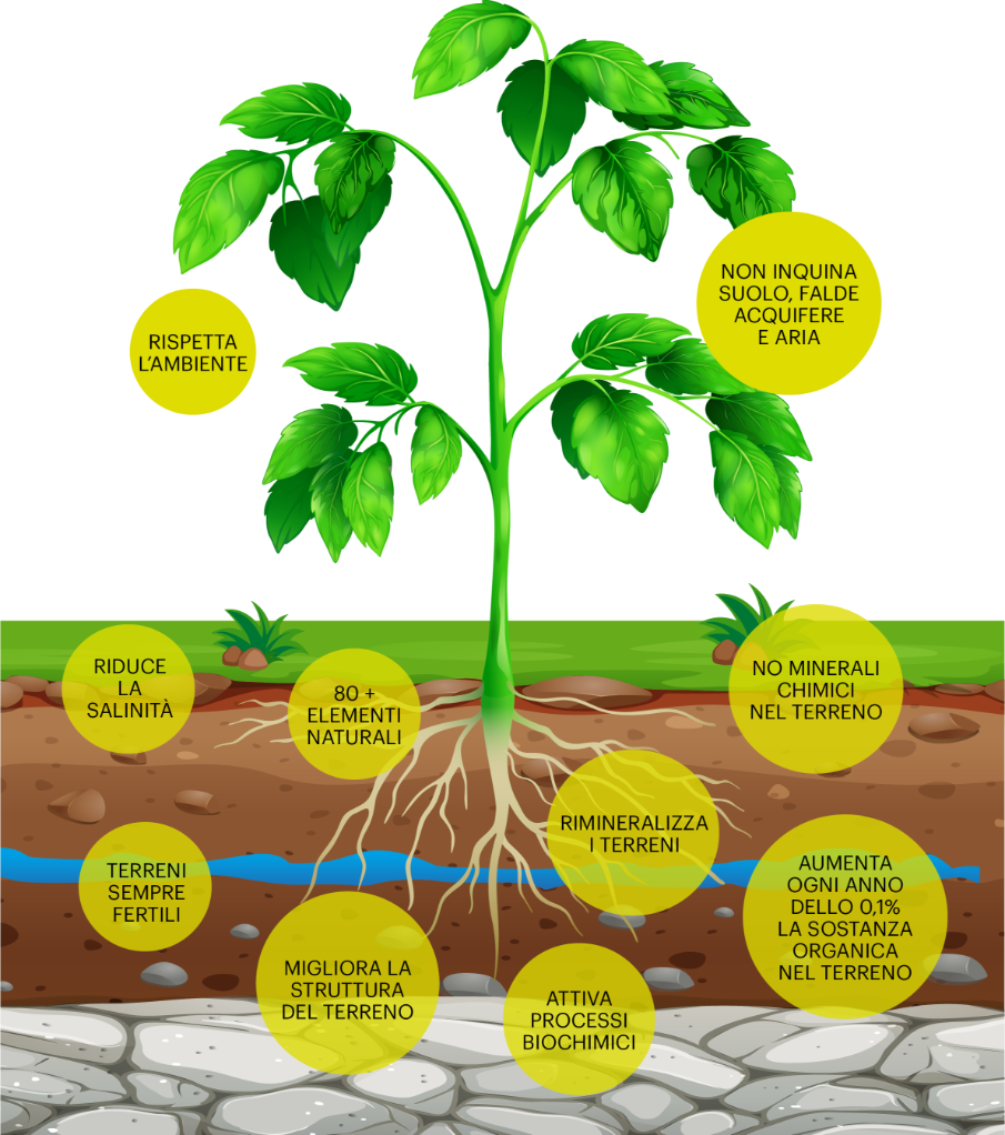 Una pianta e le sue radici con dei bollini informativi sulle qualità dei prodotti abomin e i vantaggi che apportano